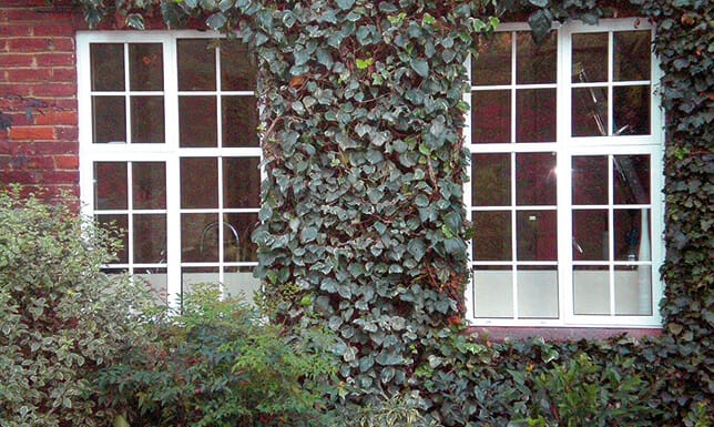 Exterior of White Window Frames Surrounded by Ivy