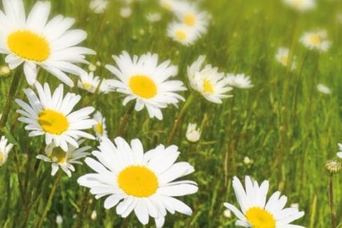 Close Up Image of Daisies in a Field